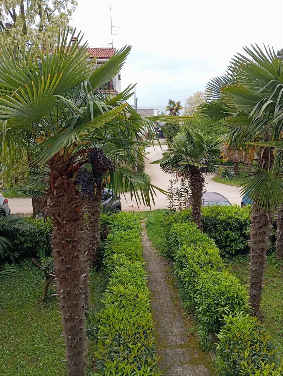 Garden view