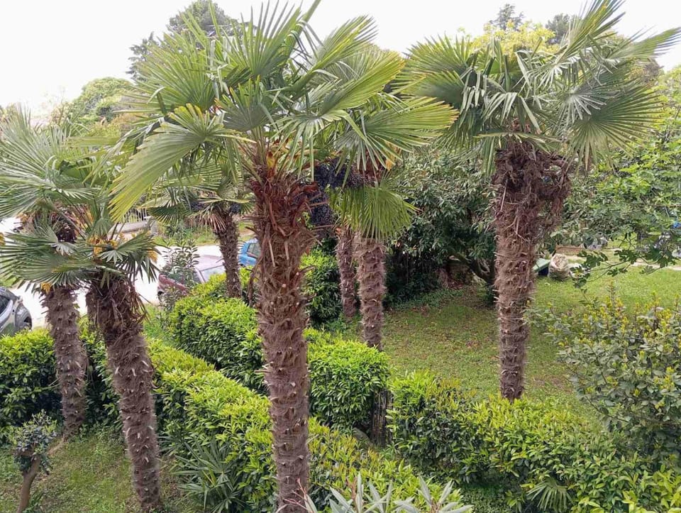 Natural landscape, Garden