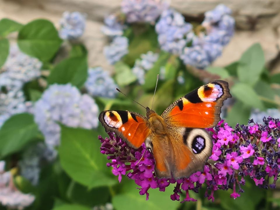 Day, Garden, Animals, Garden view