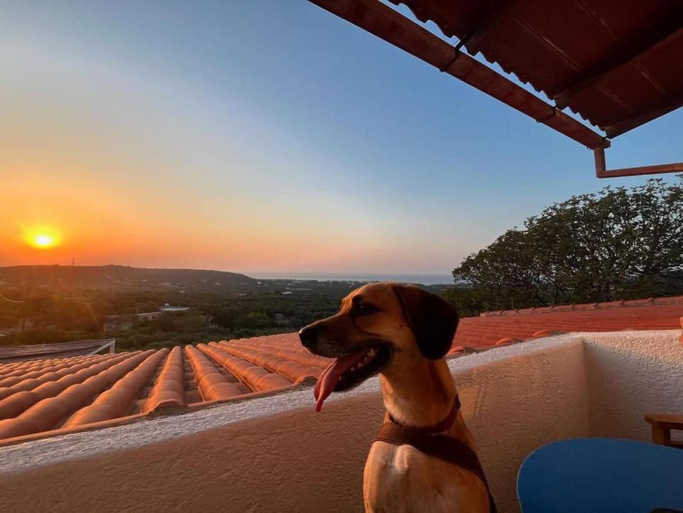 Property building, Sunset, pet friendly
