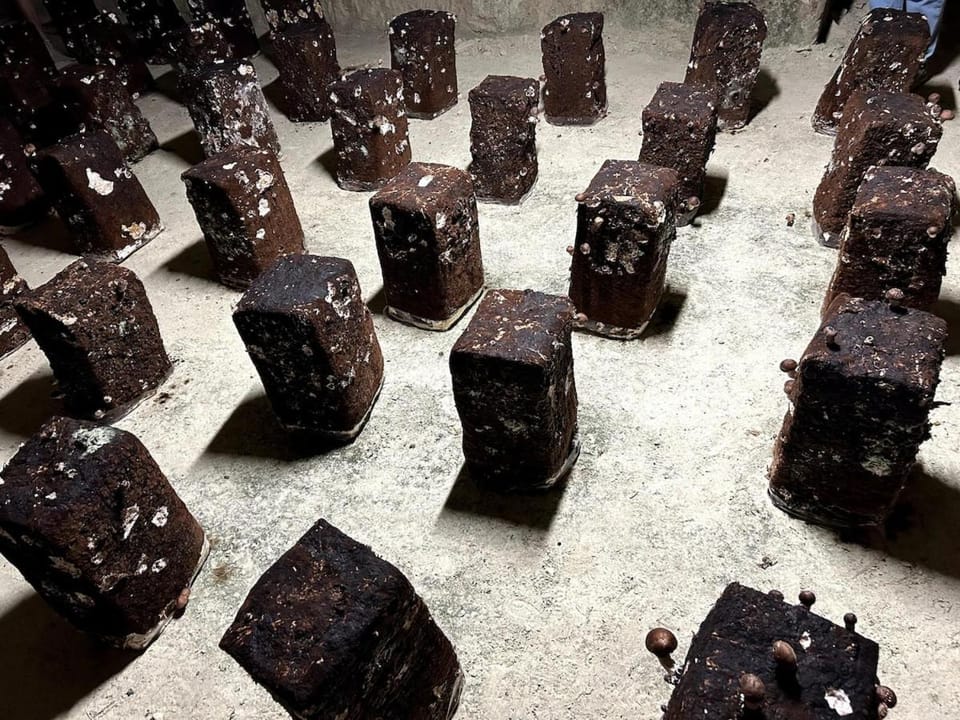 La Petite Caravelle 2 pièces sur jardin Apartment in Centre-Val de Loire