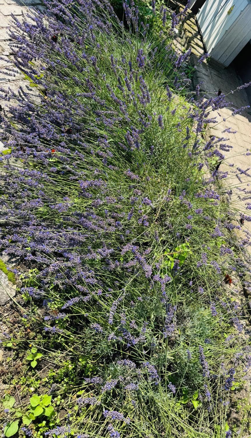 Natural landscape, Garden