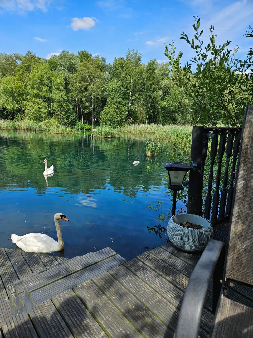 Animals, Lake view