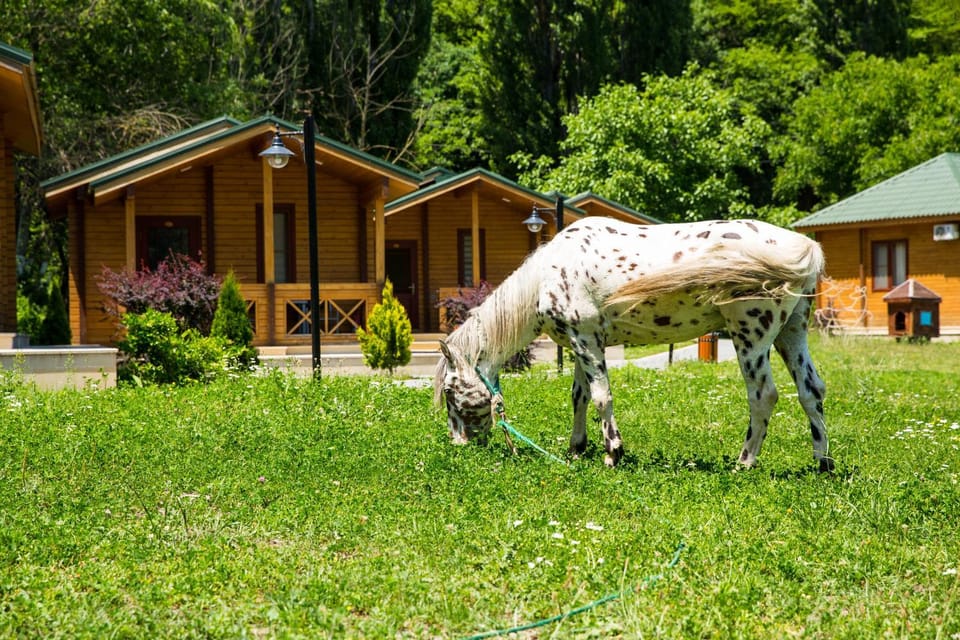Day, Natural landscape, Animals