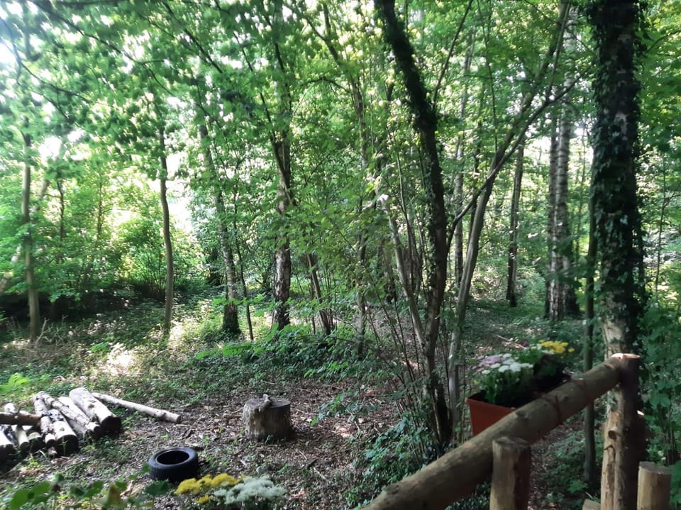 Natural landscape, Garden, Garden view
