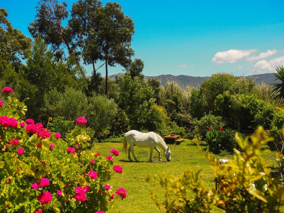 Natural landscape, Garden, Horse-riding, Animals, Garden view