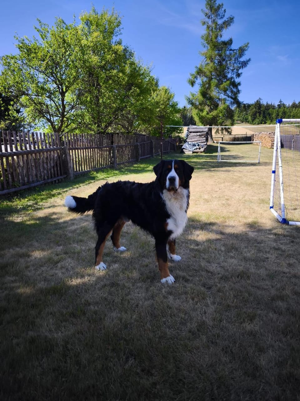 Animals, Animals, Pets, Pets, pet friendly, pet friendly