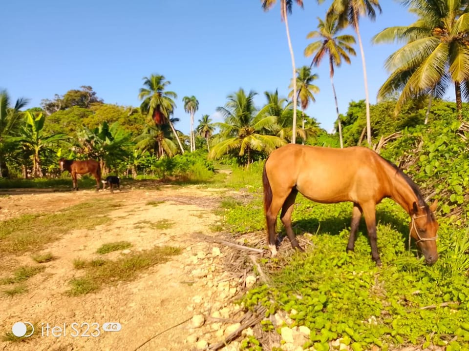 Natural landscape, Animals
