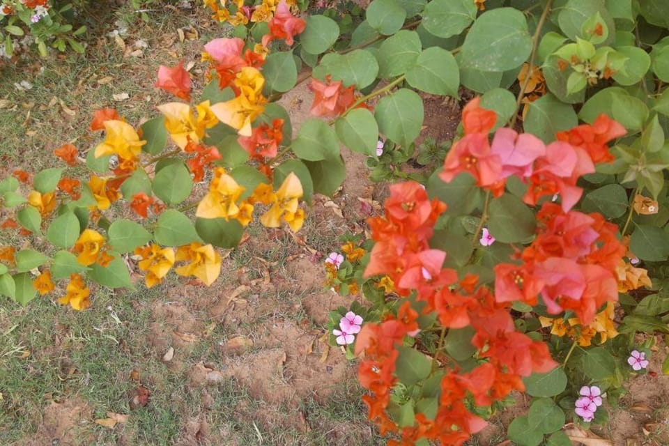 Spring