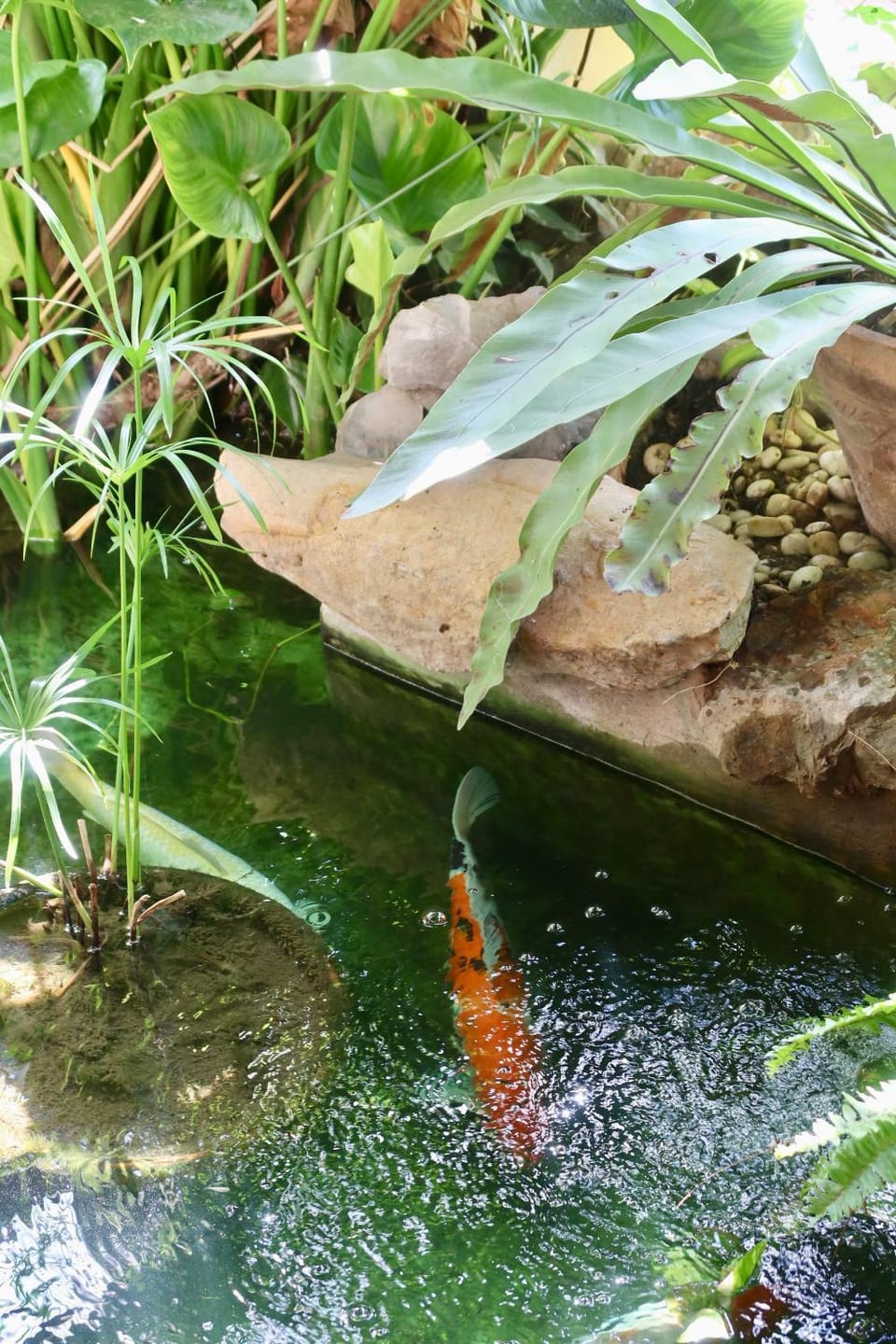 Banjai Garden Guesthouse Bed and Breakfast in Chiang Mai