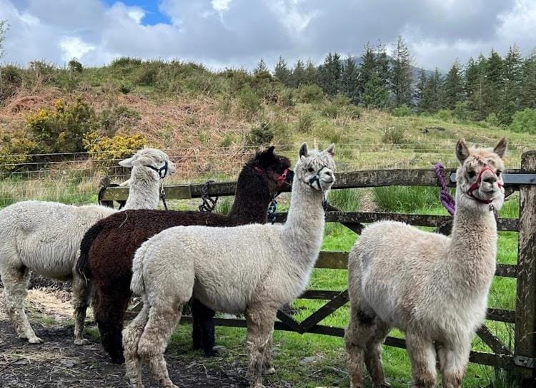 Shepherds Hut on Alpaca and working farm Luxury tent in Trawsfynydd
