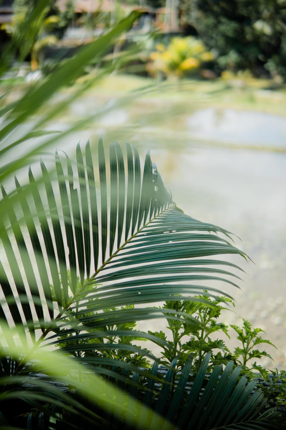 Natural landscape, Garden view