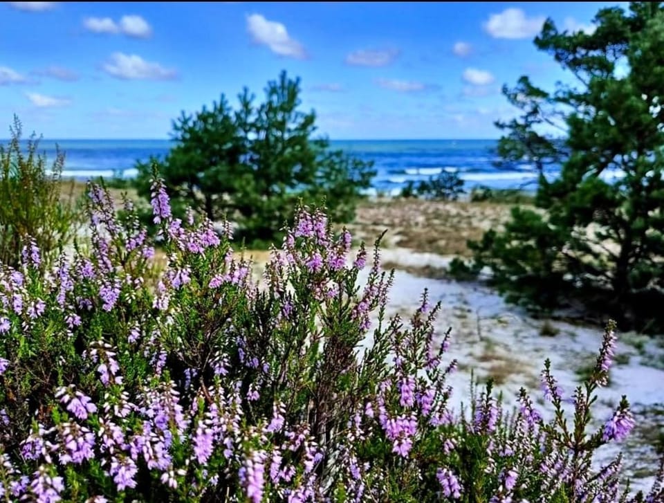 Białogórskie wrzosowisko House in Pomeranian Voivodeship
