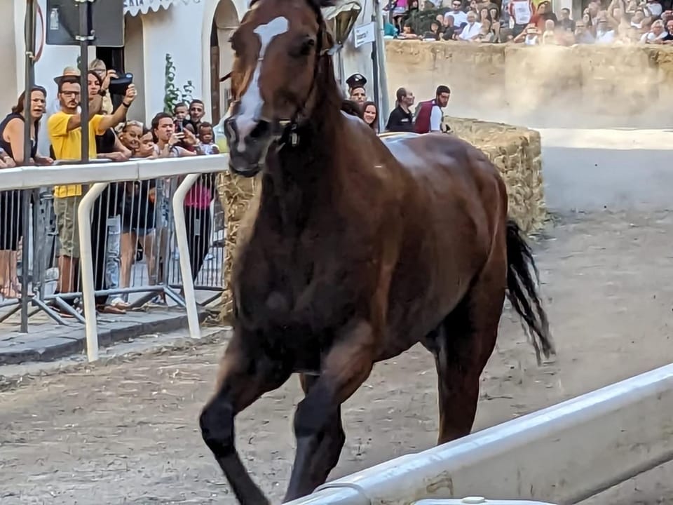 Horse-riding, Animals