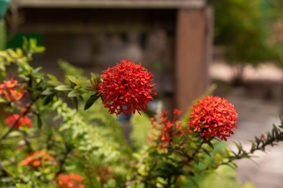 Garden, Garden view