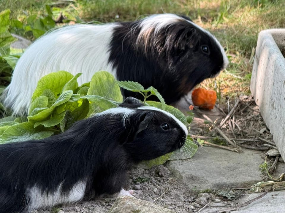 Property building, Pets