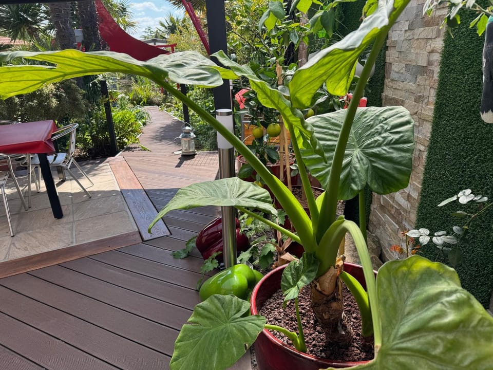 Patio, Garden, Garden, Garden view
