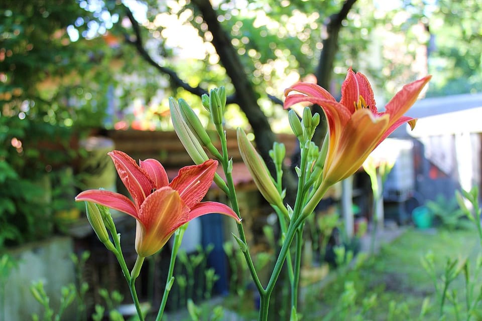 Garden view