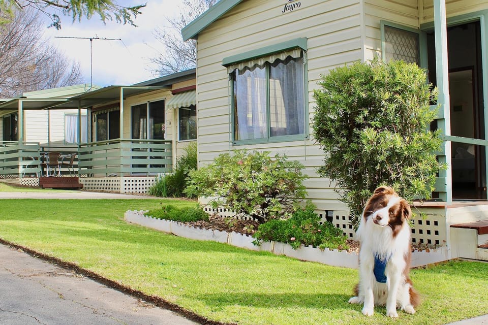 Property building, Pets