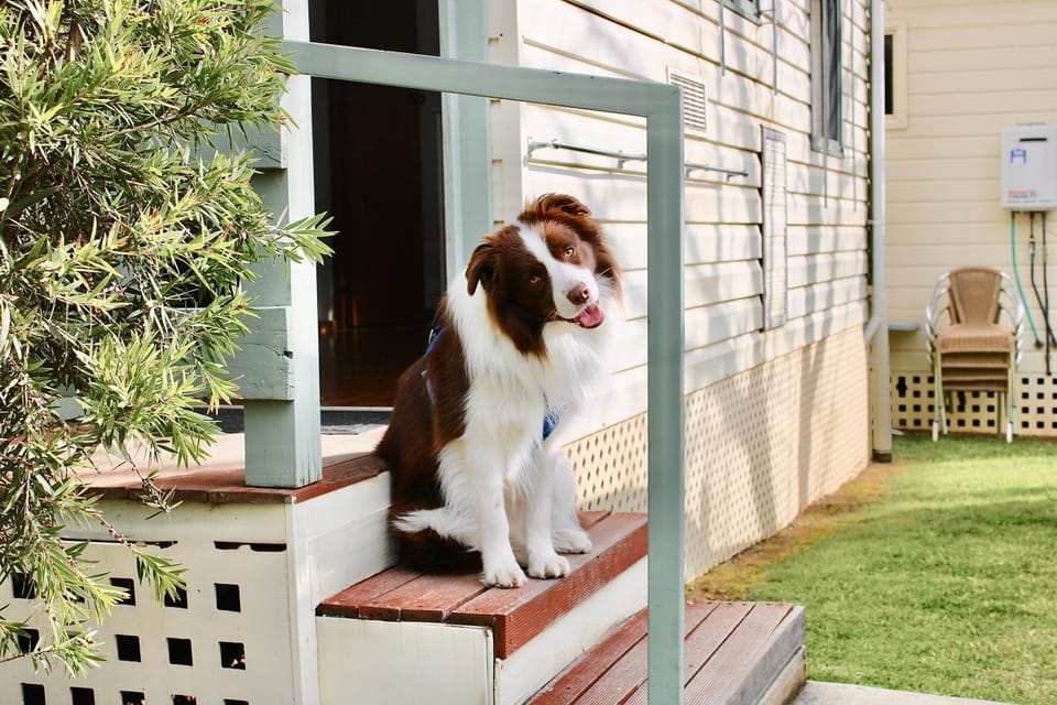 Patio, Pets
