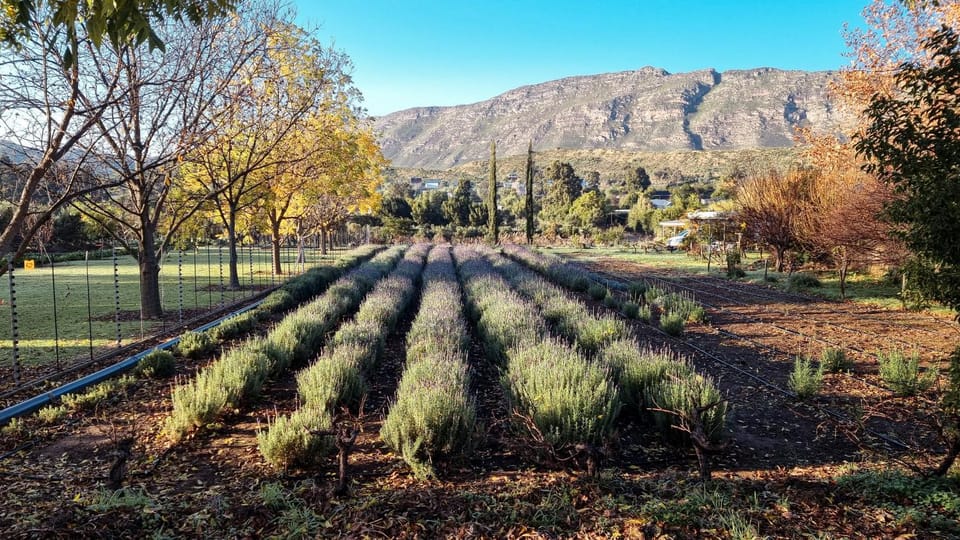 Garden view, Mountain view