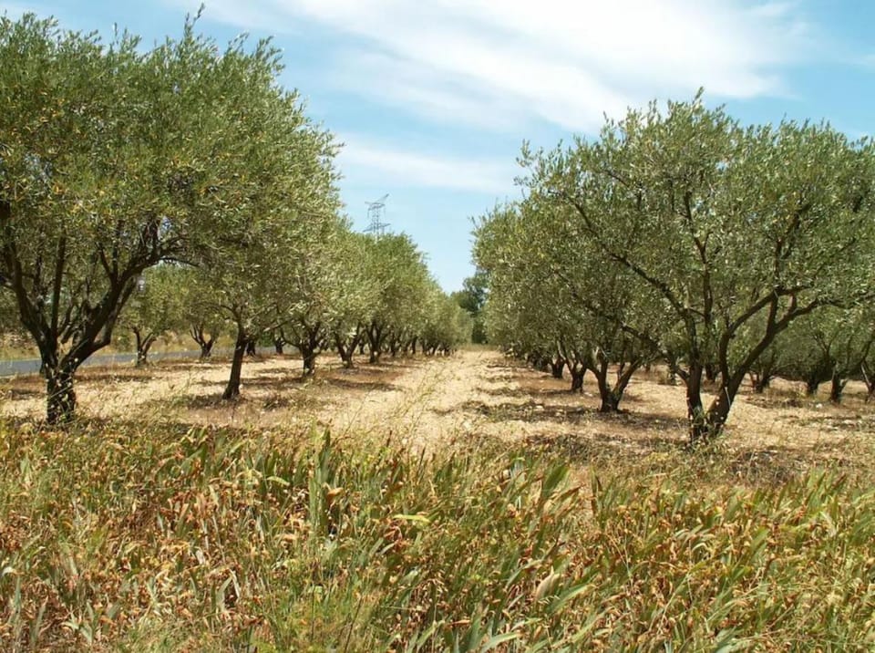 Natural landscape, Garden view