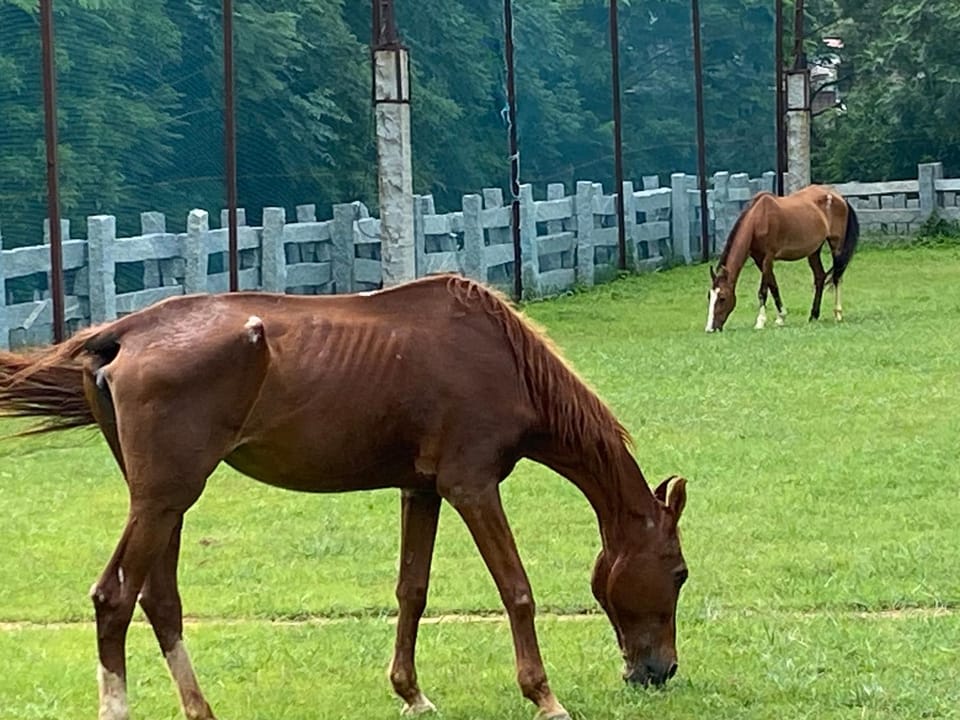 Horse-riding