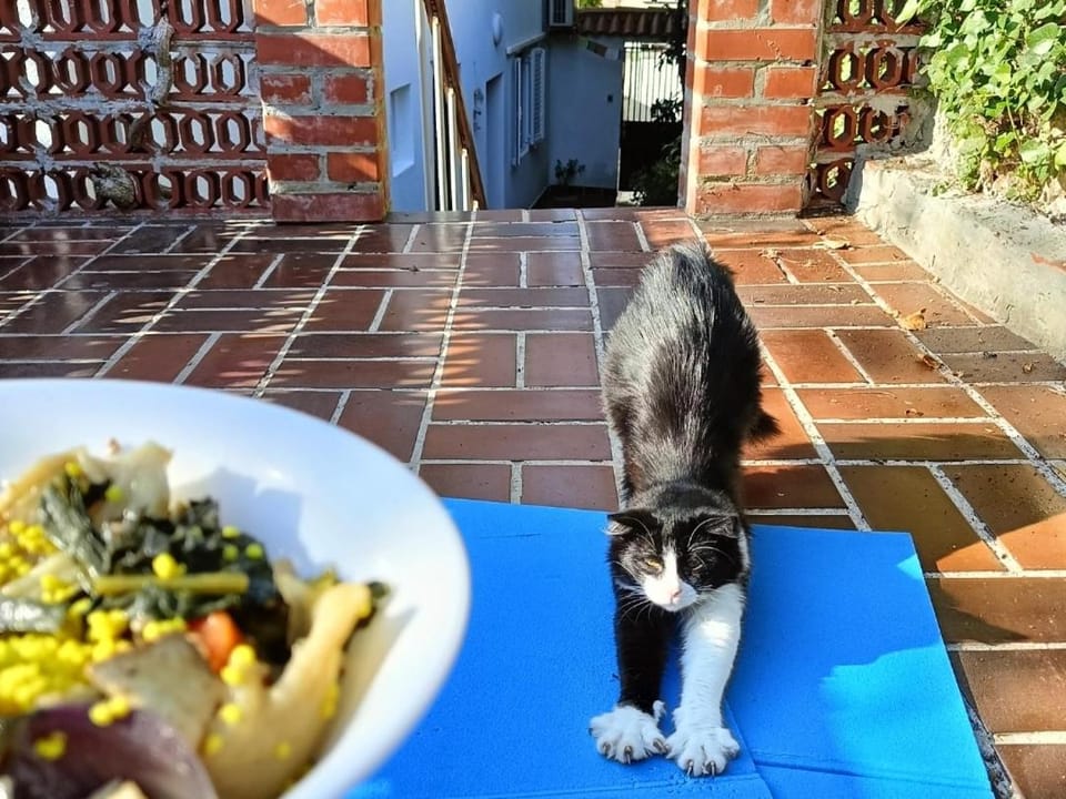 Food, Pets