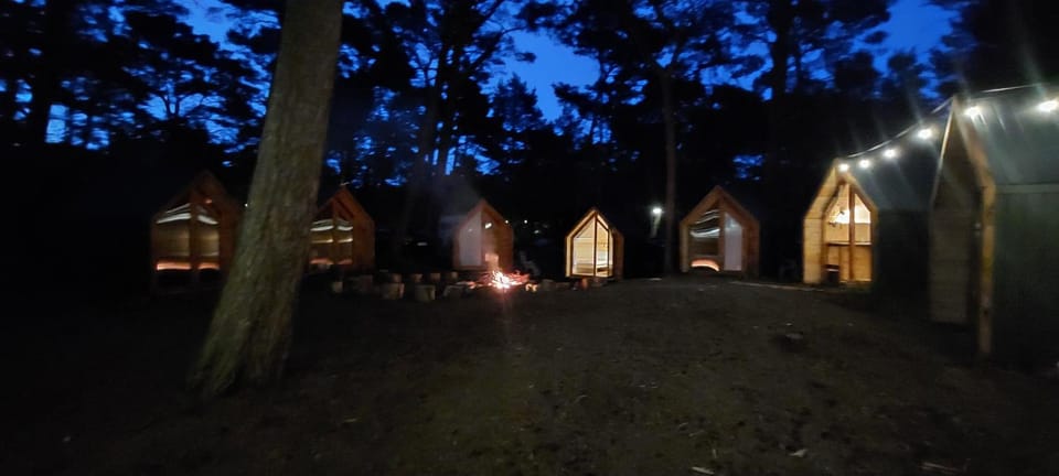 Night, Natural landscape, Garden