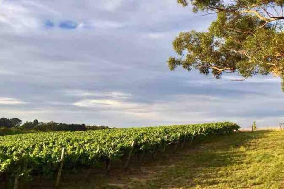 Peaceful 4-Bedroom Vineyard Retreat in Hahndorf Villa in Hahndorf