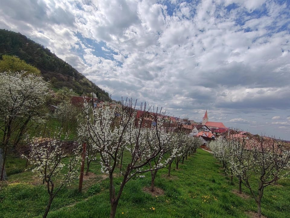 Casa Bunicului Villa in Romania