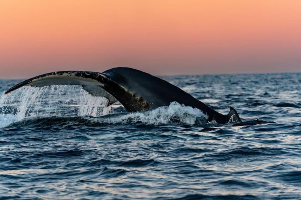 Natural landscape, Animals