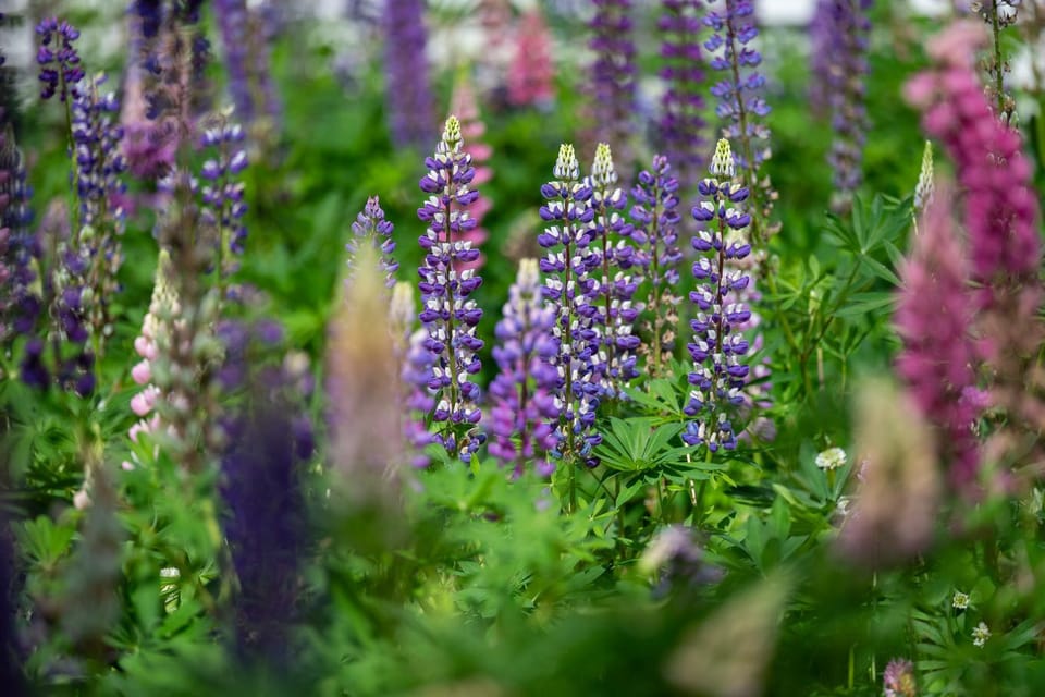 Garden, Garden, Garden view, Garden view