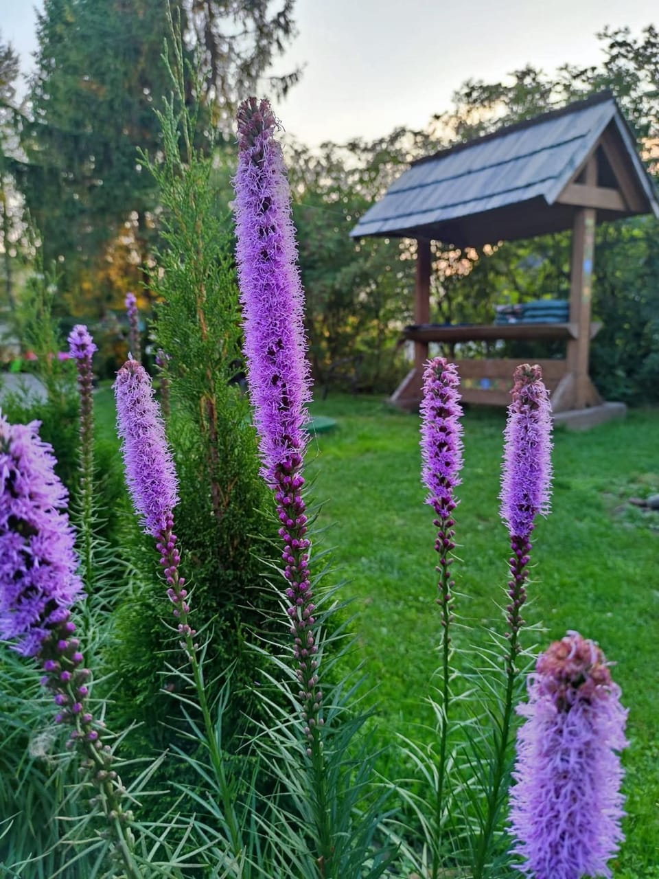 Natural landscape, Garden, Garden view
