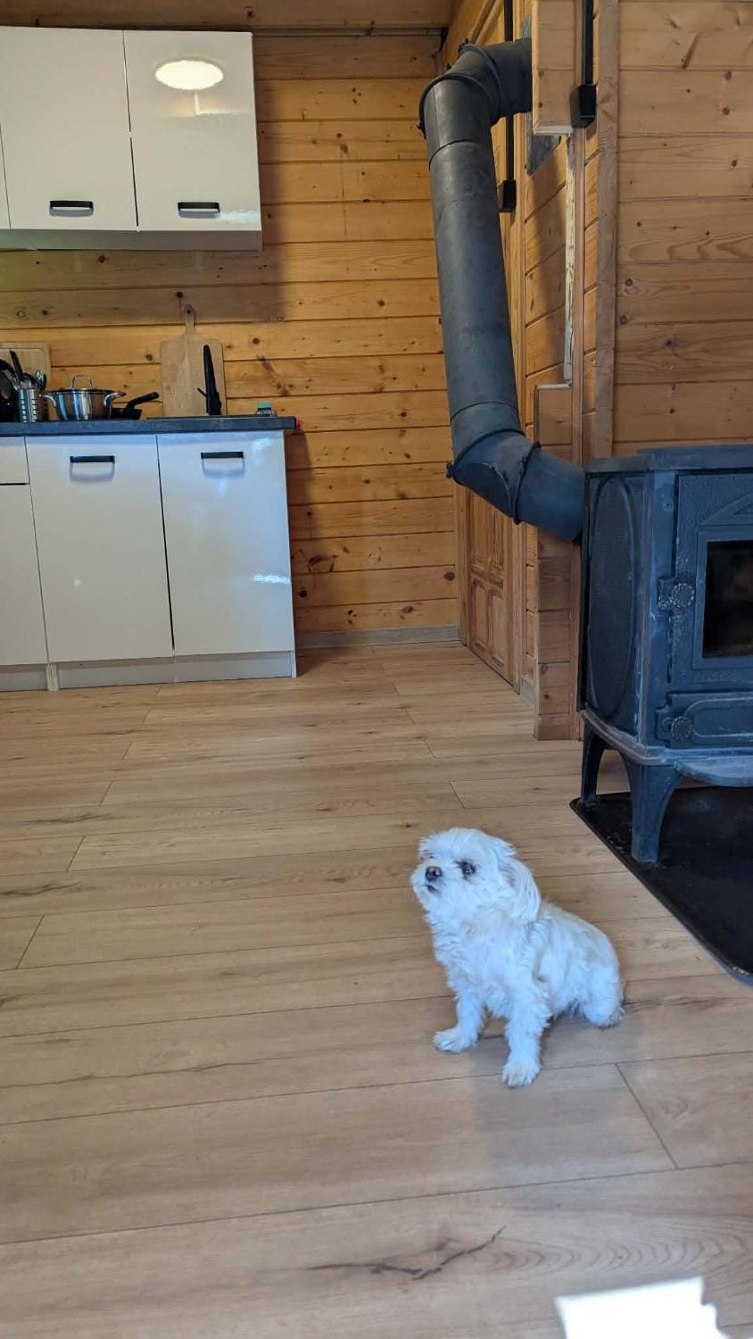 Kitchen or kitchenette, Pets