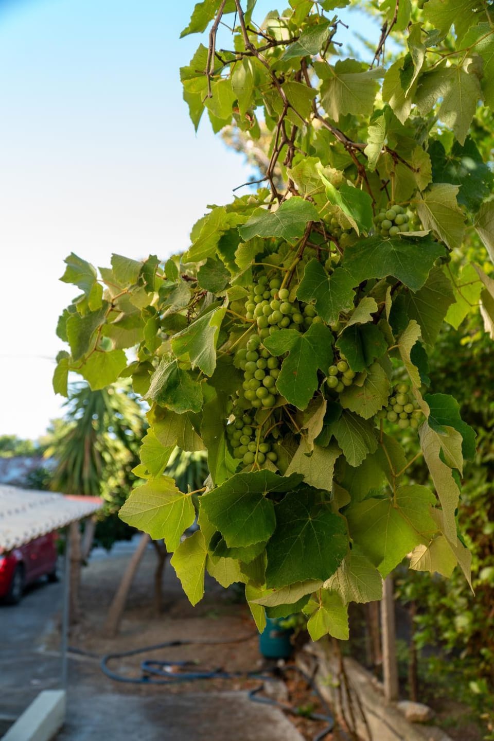 Spring, Day, Garden, Garden view