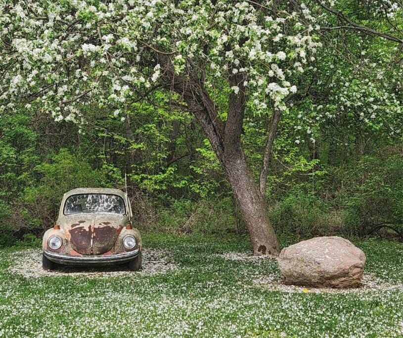 Natural landscape, Garden, Garden view