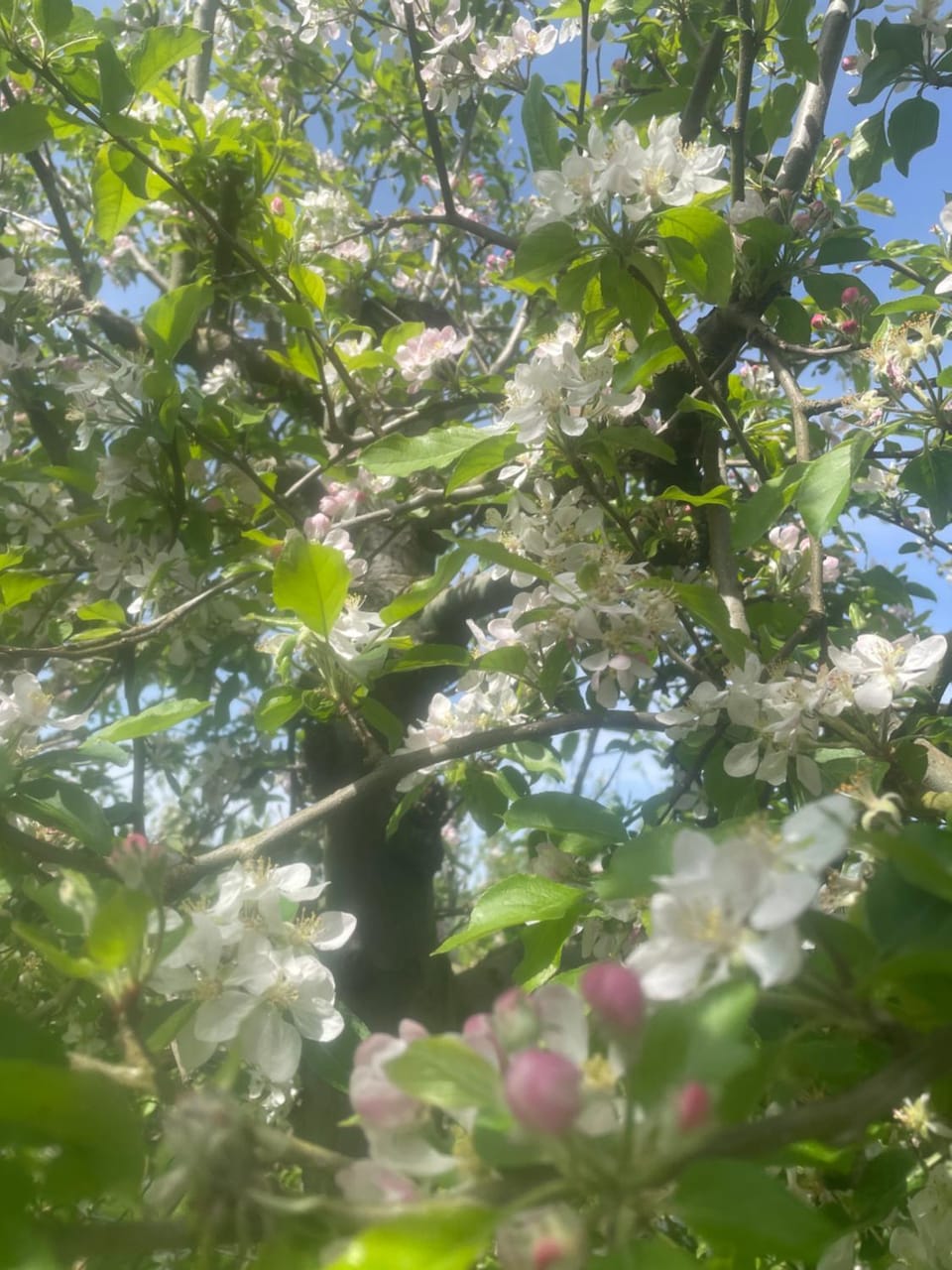 Spring, Day, Garden, Garden view
