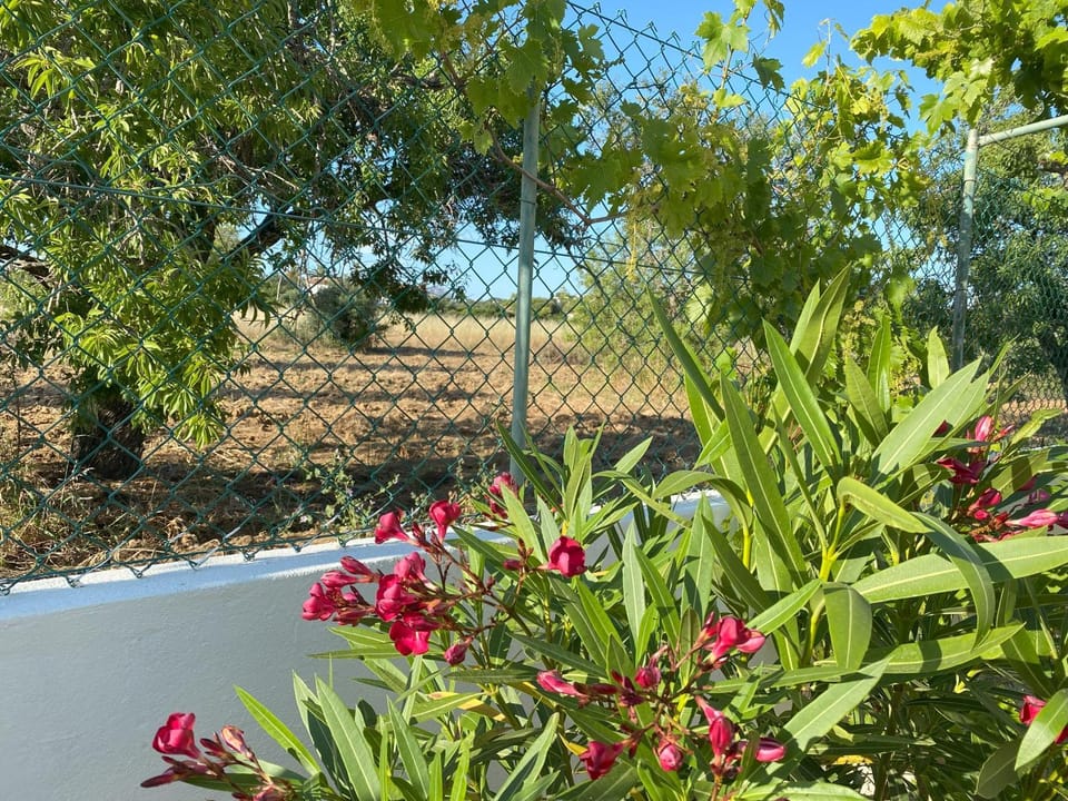 Spring, Natural landscape, Garden