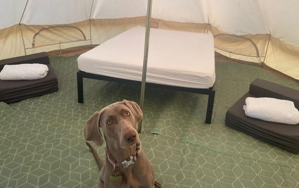 Bed, Bedroom, Pets