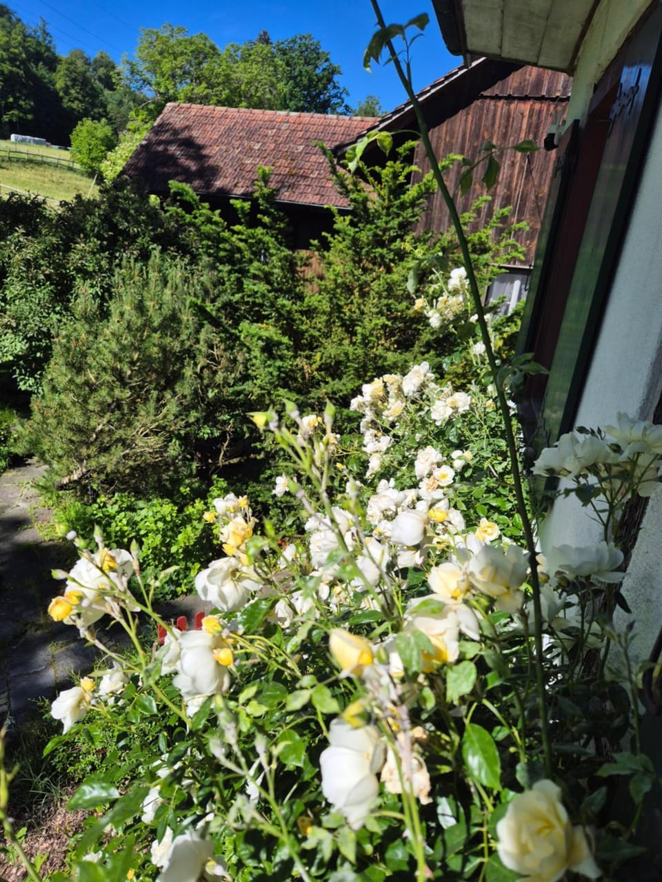 Garden view