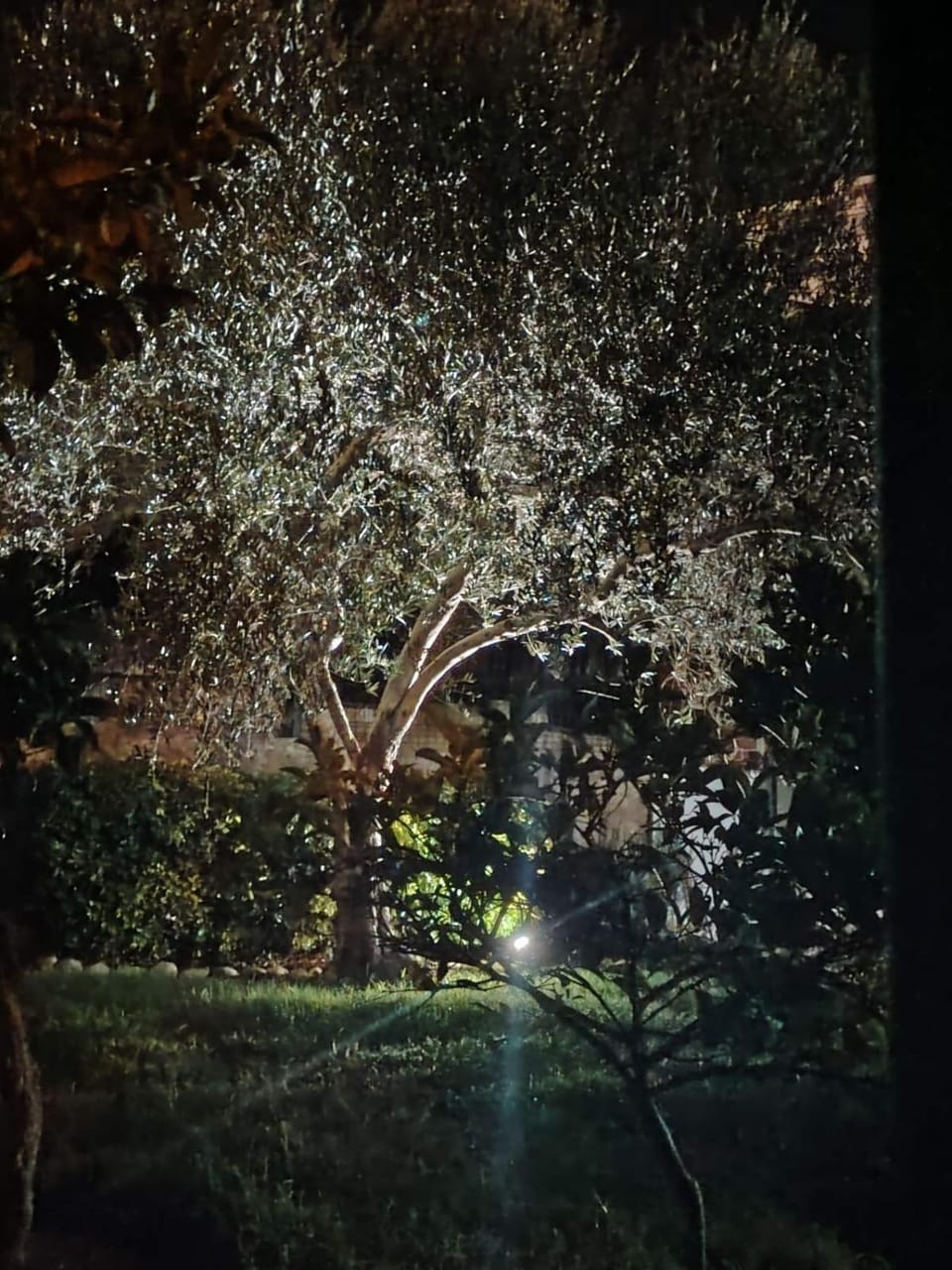 Night, Natural landscape, Garden, Garden view