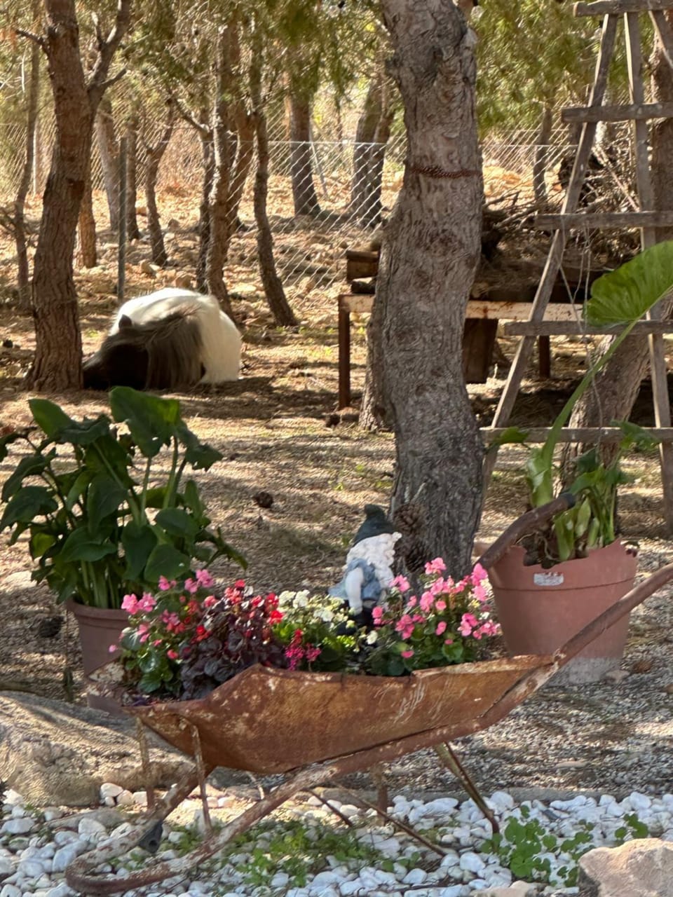 Natural landscape, Garden