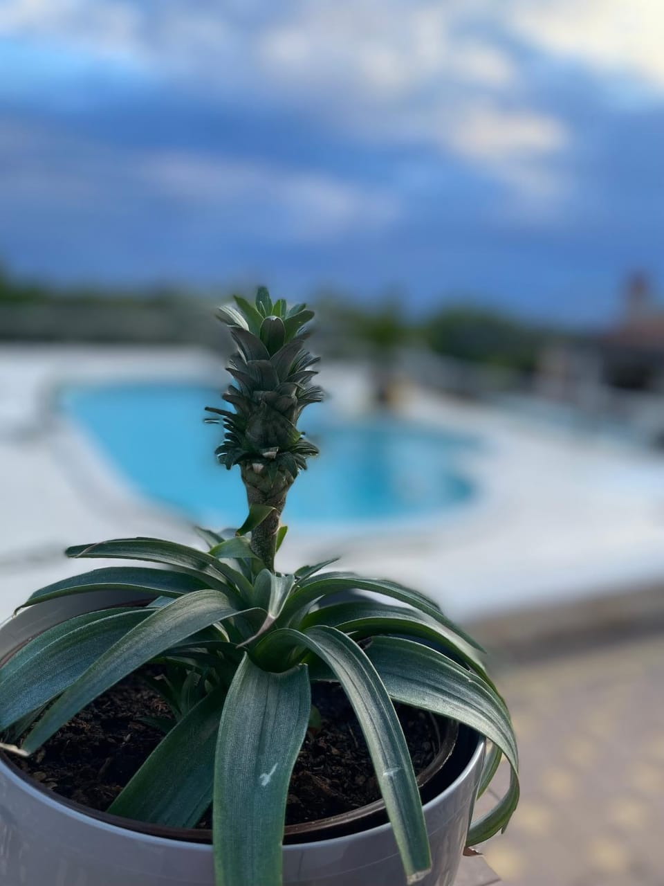 Villa Kimberlly Apartment in Rovinj
