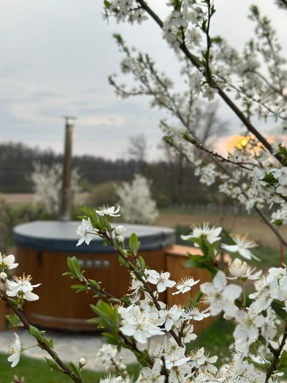 Natural landscape, Garden, Hot Tub