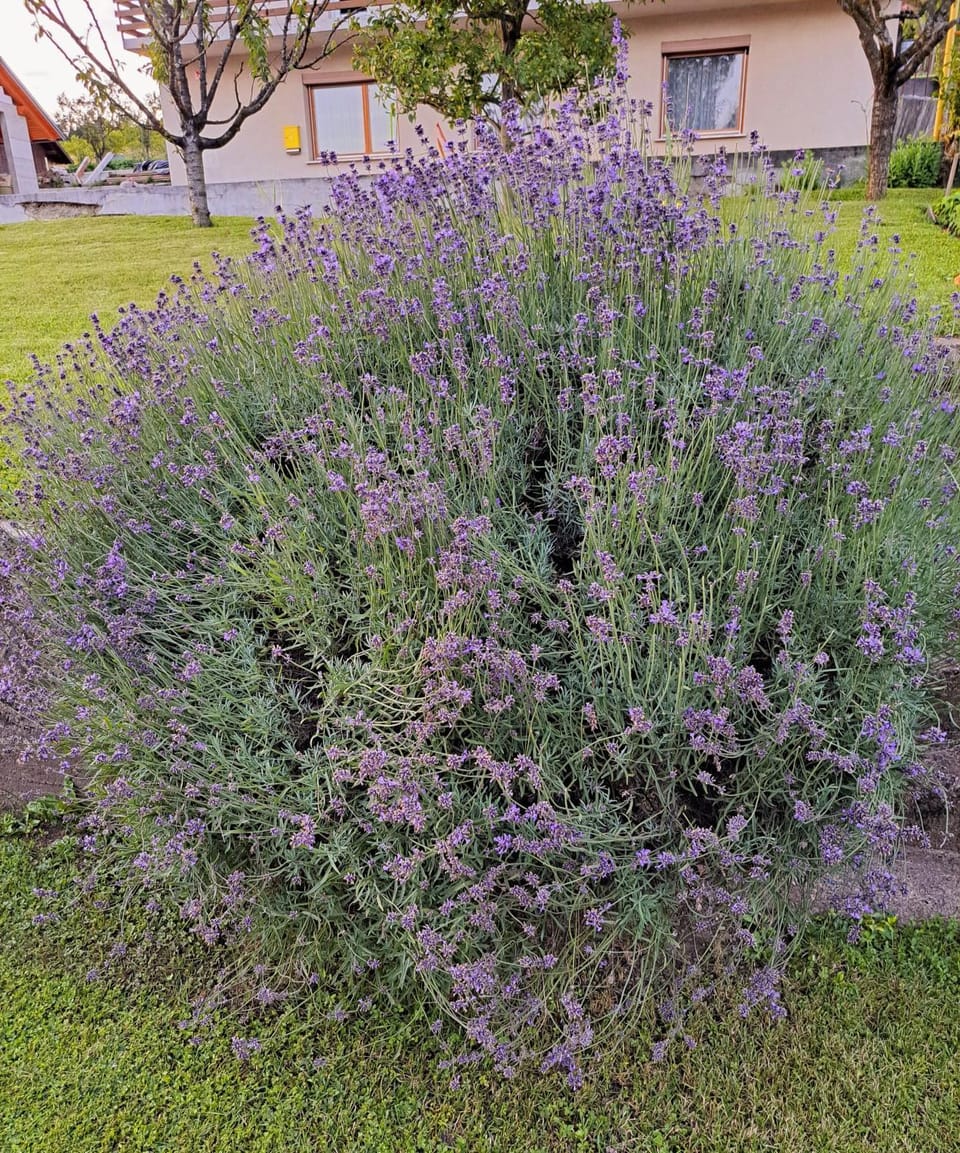 Garden, Garden view