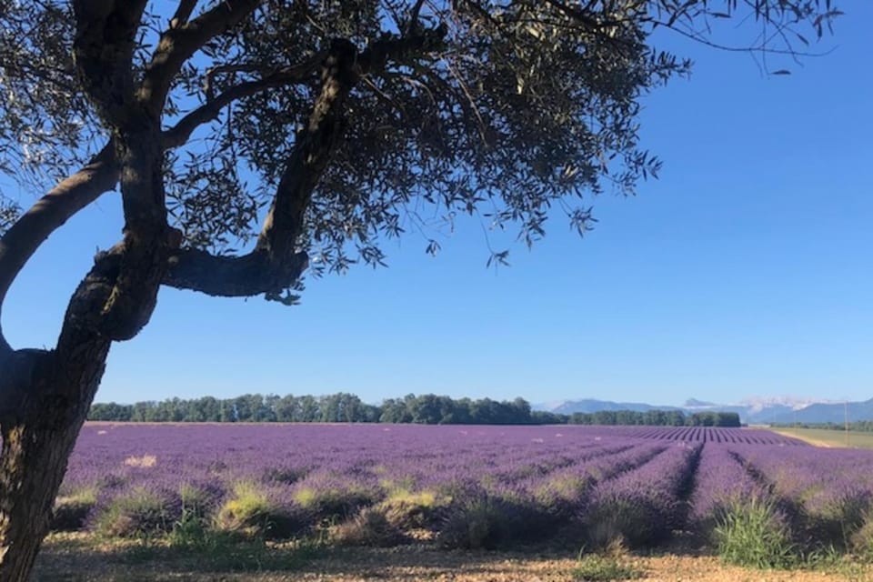 04B2 Beautiful studio in a mas provençal - pool Apartment in Valensole