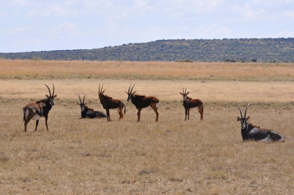 LA Diamond Lodge & Safari Bed and Breakfast in South Africa