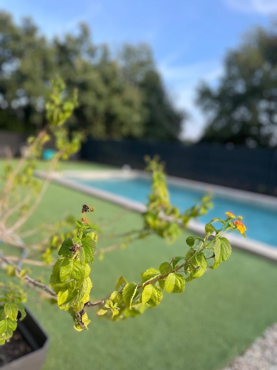 Toilet, Spring, Day, Garden, Garden view, Pool view, Swimming pool