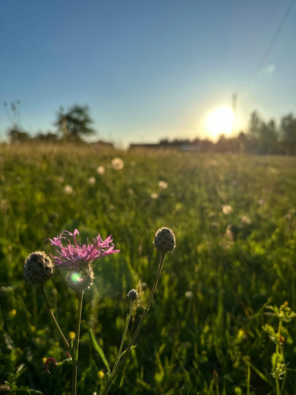 Day, Natural landscape, Garden, Garden view, Sunset